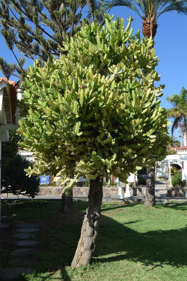 Parque Golf Fresh Leilighet Maspalomas (Gran Canaria)
